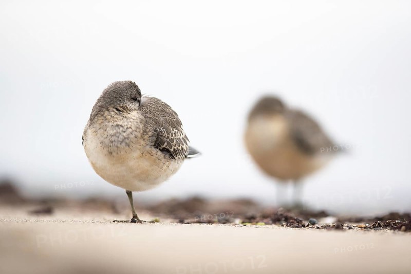 Red Knot (Calidris canutus) resting on shoreline, Mecklenburg-Western Pomerania, Germany