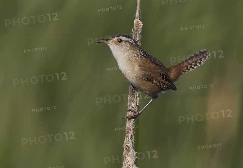Marsh Wren (Cistothorus palustris), Ohio, USA