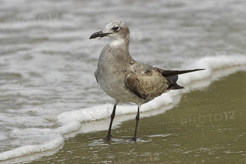Laughing Gull (Leucophaeus atricilla), Costa Rica