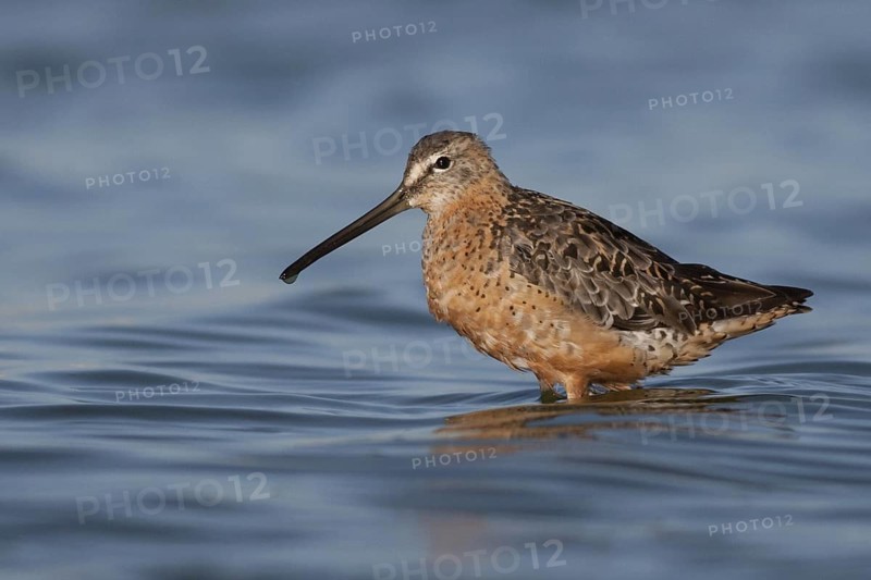 Short-billed Dowitcher (Limnodromus griseus), California, USA
