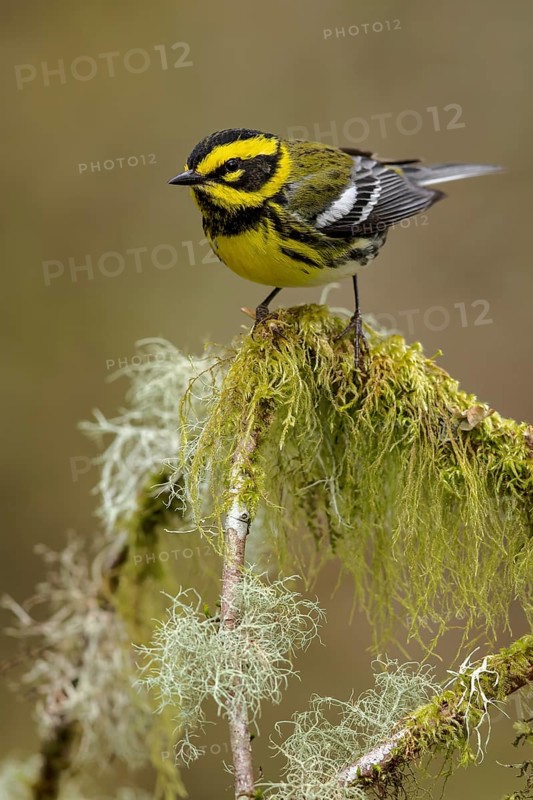 Townsend's Warbler (Dendroica townsendi) perched on a branch in Victoria, BC, Canada