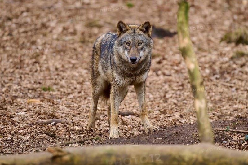 Wolf standing attentively on leafy ground and looking straight ahead, Wolf (Canis Lupus), Germany