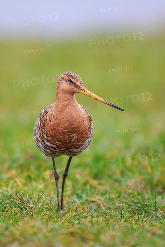 Black-tailed Godwit (Limosa limosa) foraging, Netherlands