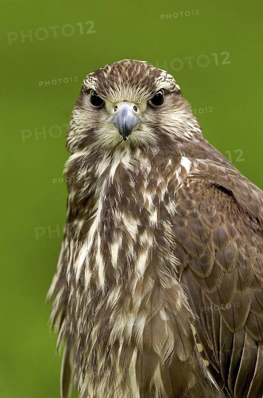 Saker Falcon (Falco cherrug), North Rhine-Westphalia, Germany