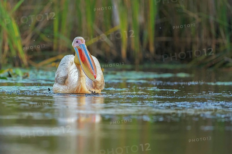 Great White Pelican (Pelecanus onocrotalus), Danube-Delta, Romania