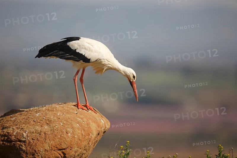 White Stork (Ciconia ciconia) perched on a rock, Spain
