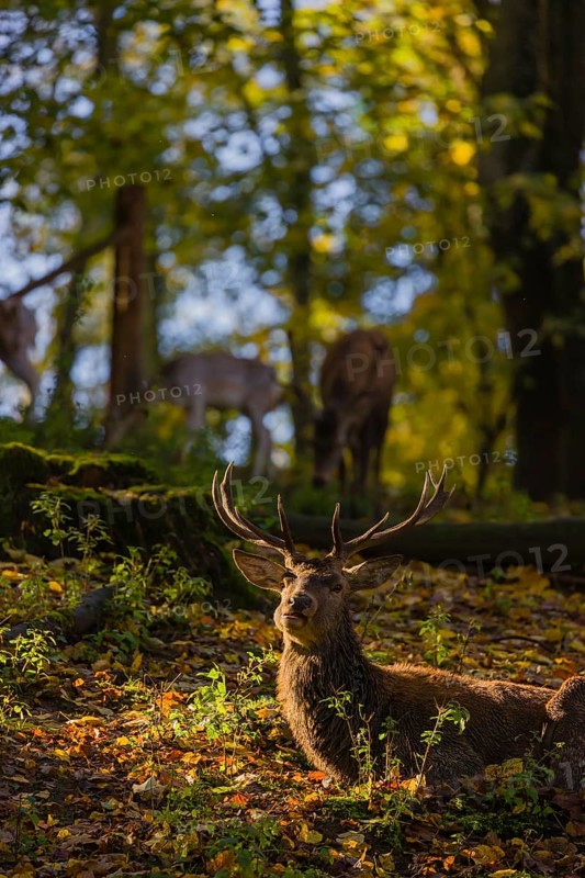 A Red Deer stag (Cervus elaphus) rests in a forest
