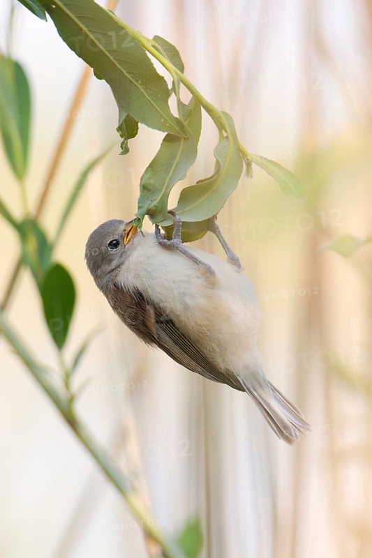 Eurasian Penduline Tit (Remiz pendulinus) juvenile, one week after leaving the nest, Saxony-Anhalt, Germany