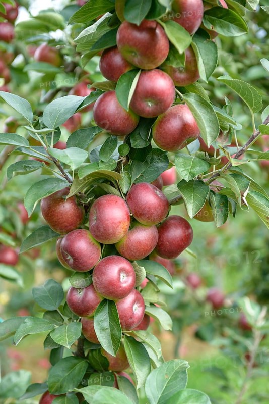 Columnar apple (Malus domestica FLAMENCO), Bundessortenamt Prüfstelle Wurzen, Federal Republic of Germany