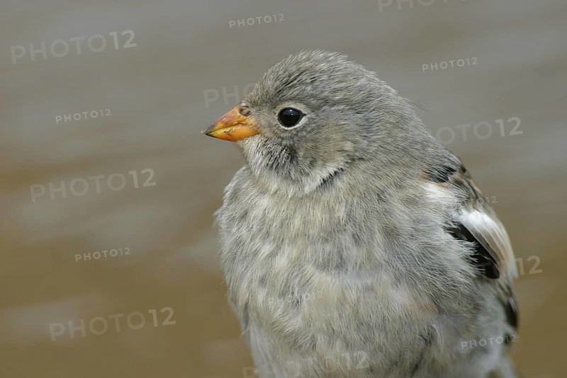 Snow Bunting (Plectrophenax nivalis), female, Alaska, USA