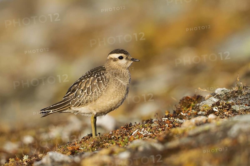 Eurasian Dotterel (Charadrius morinellus), Switzerland