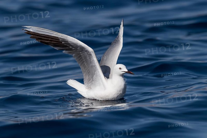 Slender-billed Gull (Chroicocephalus genei), Eilat, Israel