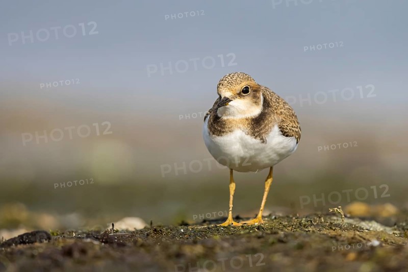Little Ringed Plover (Charadrius dubius) juvenile, North Rhine-Westphalia, Germany