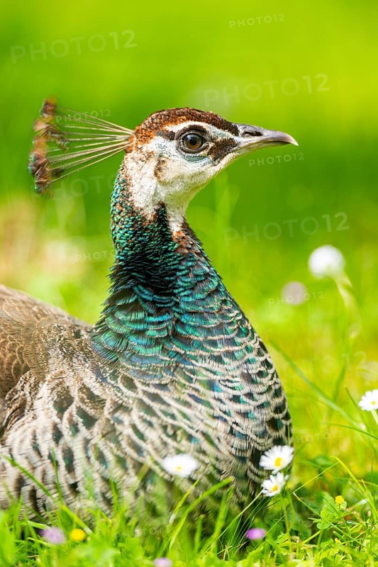 Indian peafowl (Pavo cristatus) on a meadow, portrait, Germany