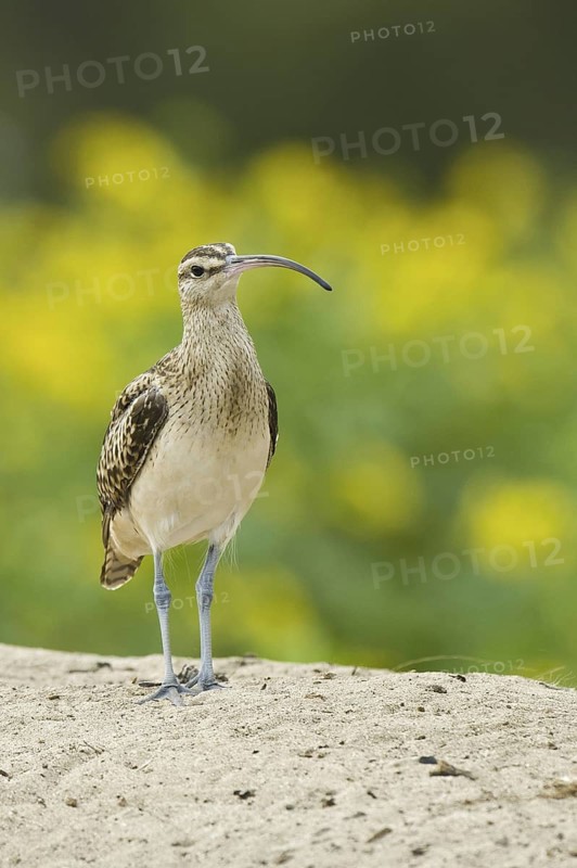 Bristle-thighed Curlew (Numenius tahitiensis), Hawaii, USA