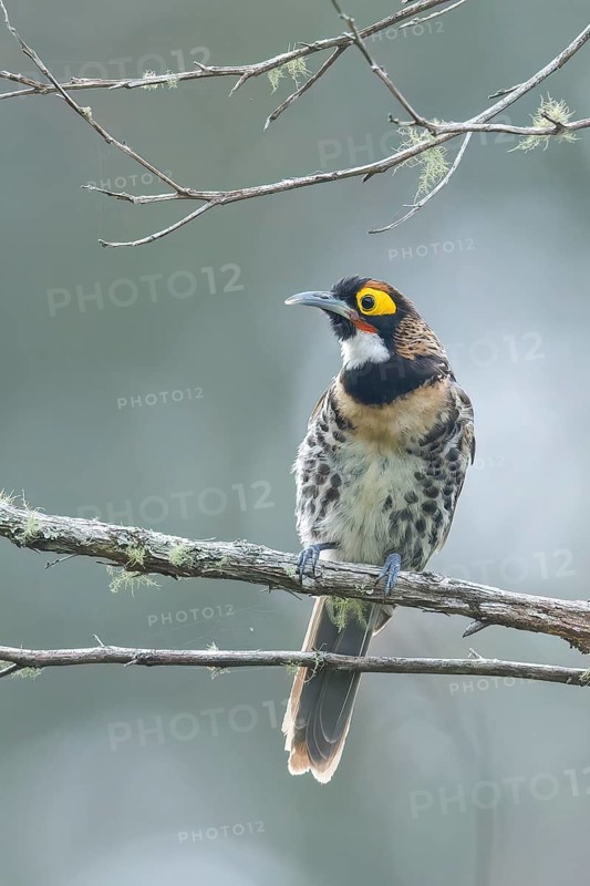 Ornate Melidectes (Melidectes torquatus) perched on a branch in Papua New Guinea
