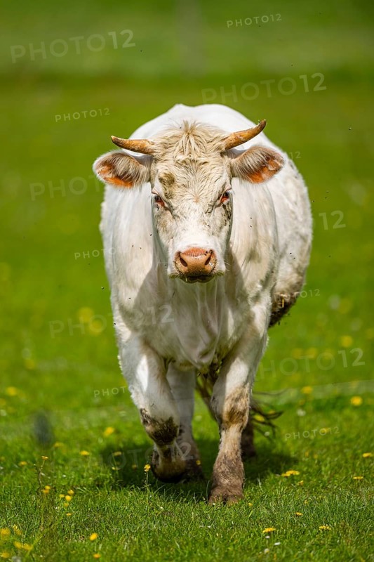 Cattle (Bos taurus) on a meadow, autumn, Bavaria, Germany