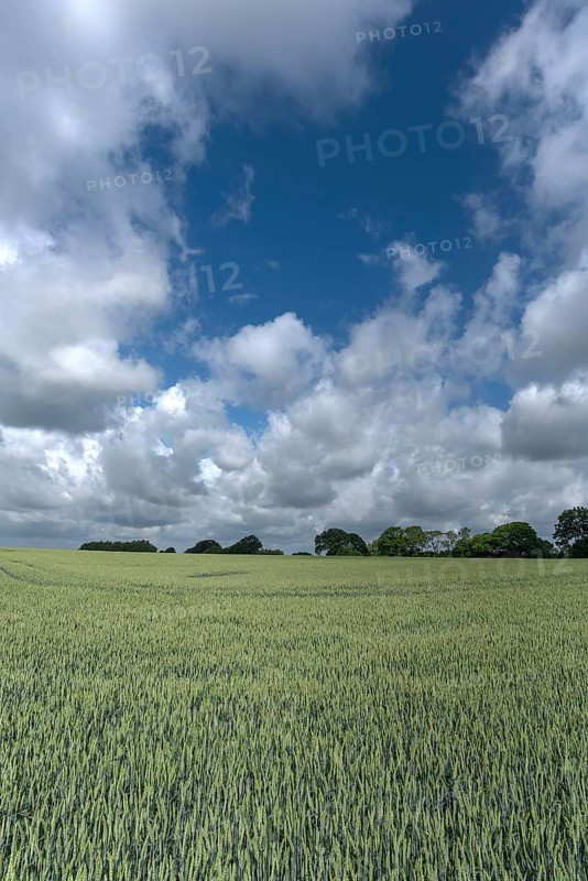 Unripe wheat (Triticum aestivum), cloudy sky, Mecklenburg-Western Pomerania, Germany