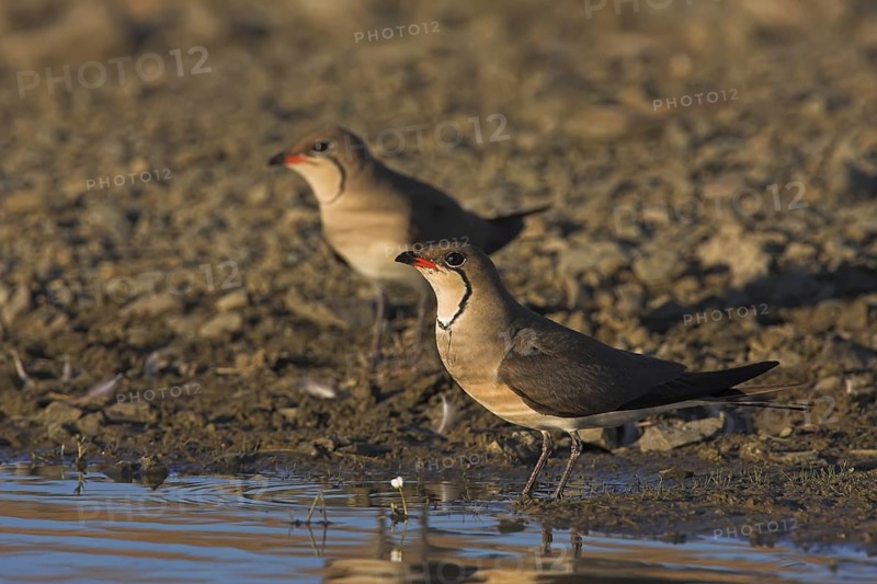 Collared Pratincole (Glareola pratincola), Extremadura, Spain