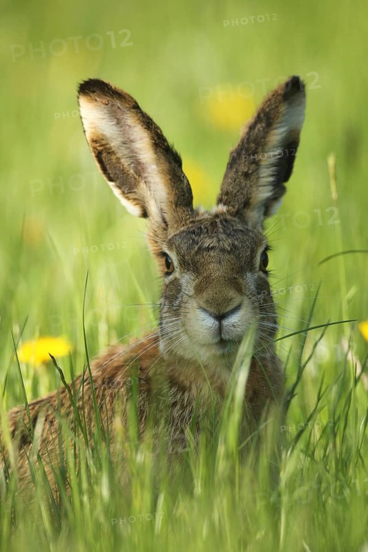 European hare (Lepus europaeus) portrait, secured in the meadow, Allgäu, Bavaria, Germany, Lower Austria, Austria