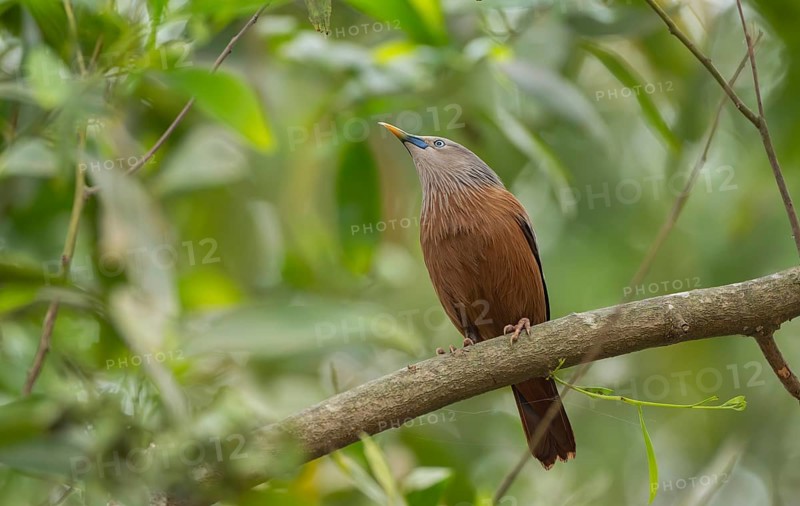 A chestnut-tailed starling (Sturnia malabarica) on tree branch, Sreepur, Gazipur, Bangladesh