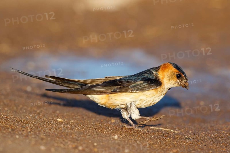 Red-rumped Swallow (Cecropis daurica) looking for nesting material, Lesvos, Greece