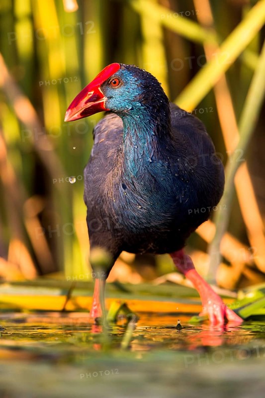Western Swamphen (Porphyrio porphyrio) foraging, Extremadura, Spain