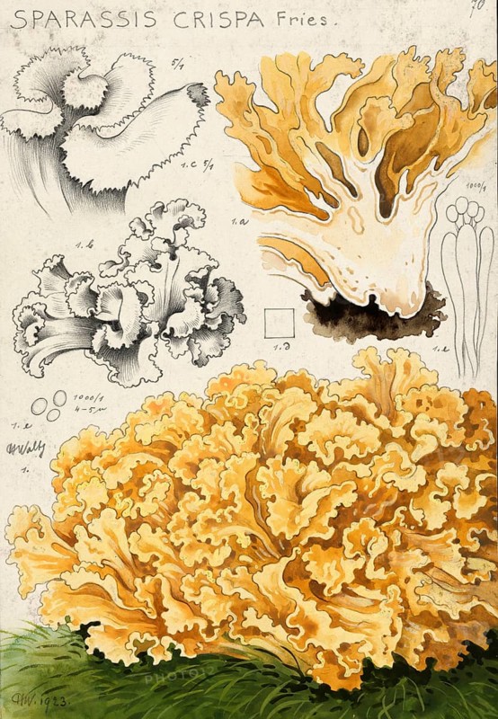 Mushroom, fungus, Wood Cauliflower fungus or fat hen, Wood Cauliflower crispa, authentic reproduction of an illustration by Hans Walty (1868-1948) from about 1915, historical