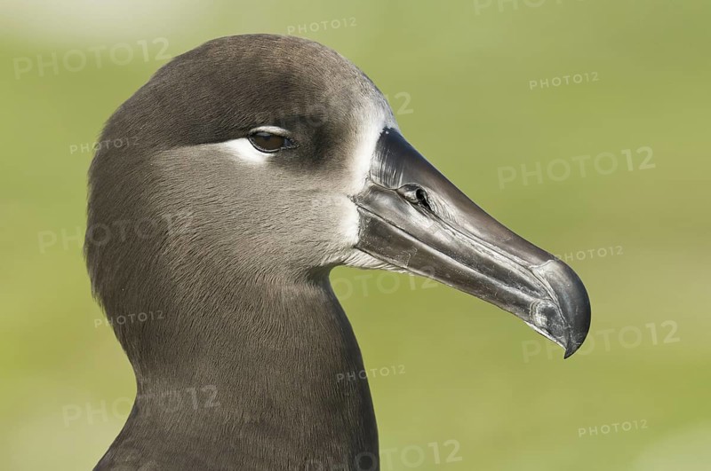 Black-footed Albatross (Phoebastria nigripes), Hawaii, USA