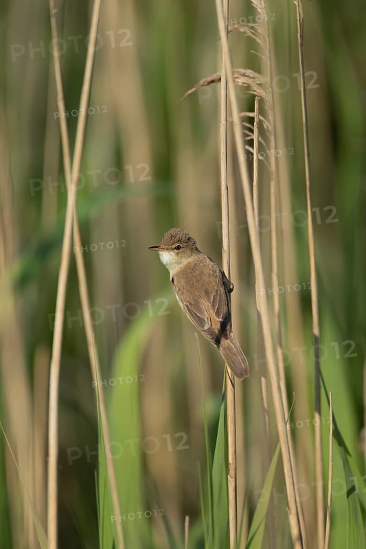 Eurasian reed warbler (Acrocephalus scirpaceus) adult bird on the edge of a reedbed, Lincolnshire, England, United Kingdom