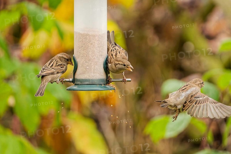 Group of house sparrows (Passer domesticus) competing for food at a hanging garden bird feeder, dynamic scene with flying bird and falling seeds, colorful autumn background, Germany