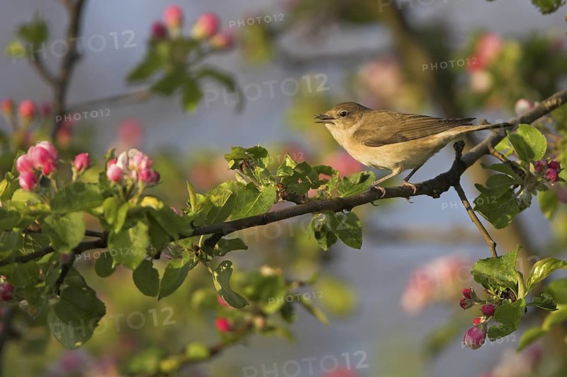 Garden Warbler (Sylvia borin), Rhineland-Palatinate, Germany