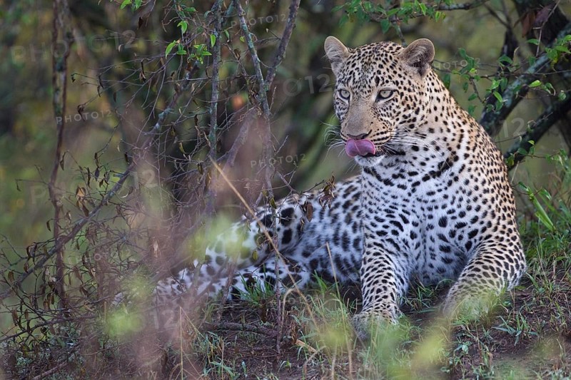 Leopard (Panthera pardus) adult lying on ground licking its jaws, Masai Mara, Kenya