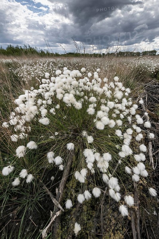 Sheath cottongrass (Eriophorum angustifolium), Emsland, Lower Saxony, Germany
