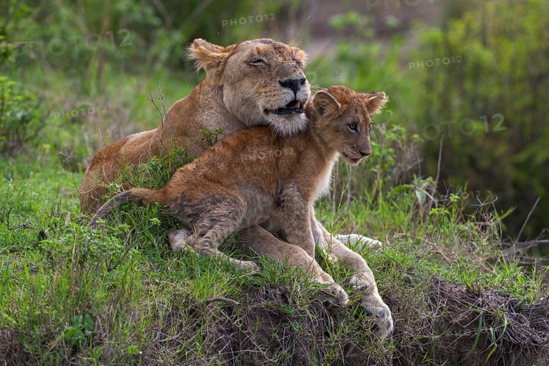 Lioness (Panthera leo) motherly love, South Africa
