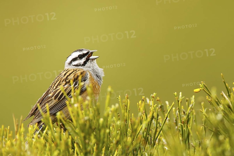 Rock Bunting (Emberiza cia) male, Avila, Spain