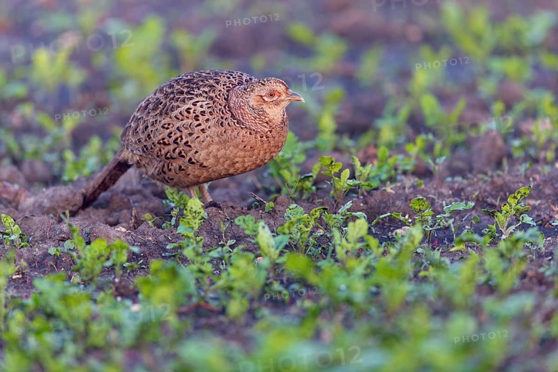 Fasan, Common Pheasant, Pheasant, Ring-necked Pheasant, Phasianus colchicus, Faisan de Colchide, Faisan de chasse, Faisán Vulgar