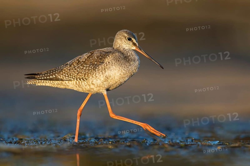 Spotted Redshank (Tringa erythropus) foraging, Poland