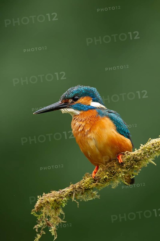 Common kingfisher (Alcedo atthis) adult male bird on a moss covered tree branch, England, United Kingdom