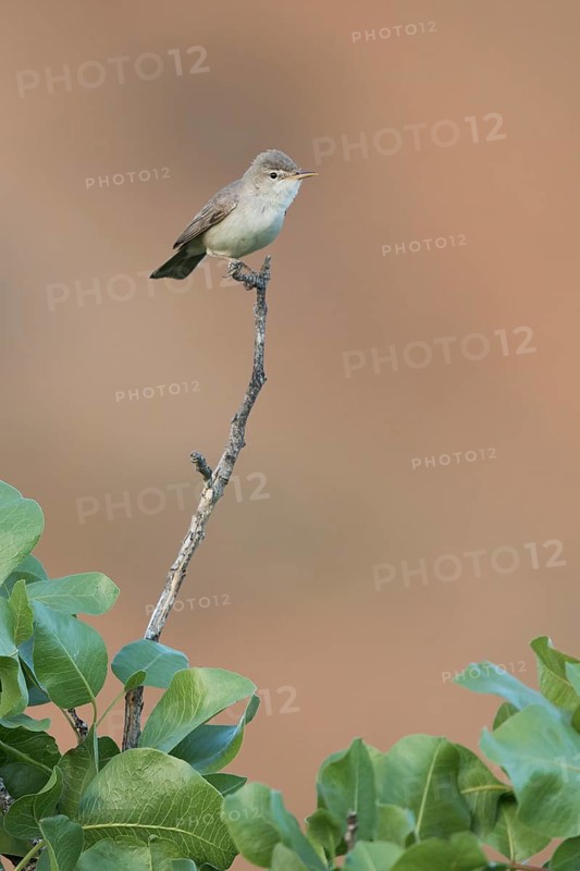 Uppchers Warbler - Dornspötter - Hippolais languida, Kyrgyzstan