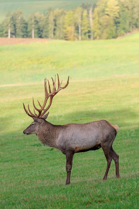 An Altai maral stag or Altai moose (Cervus canadensis sibiricus) stands in a meadow in the first light of day. In the background, a forest can be seen