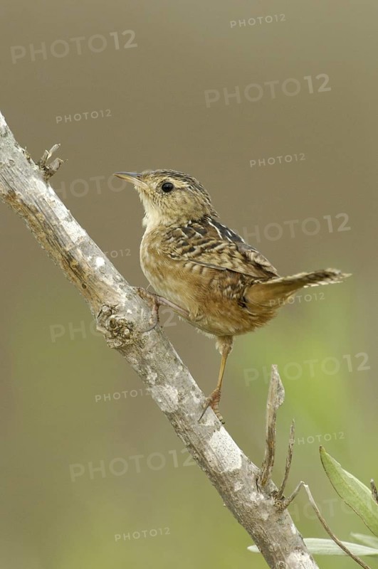 Sedge Wren (Cistothorus platensis), Texas, USA