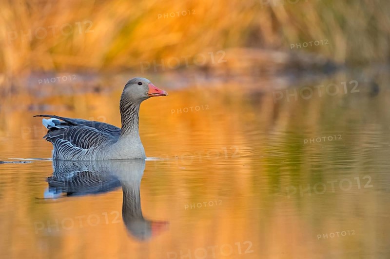 Greylag goose, Anser Anser, flight photo, lateral, Wagbachniederung, Baden-W¸rttemberg, Germany