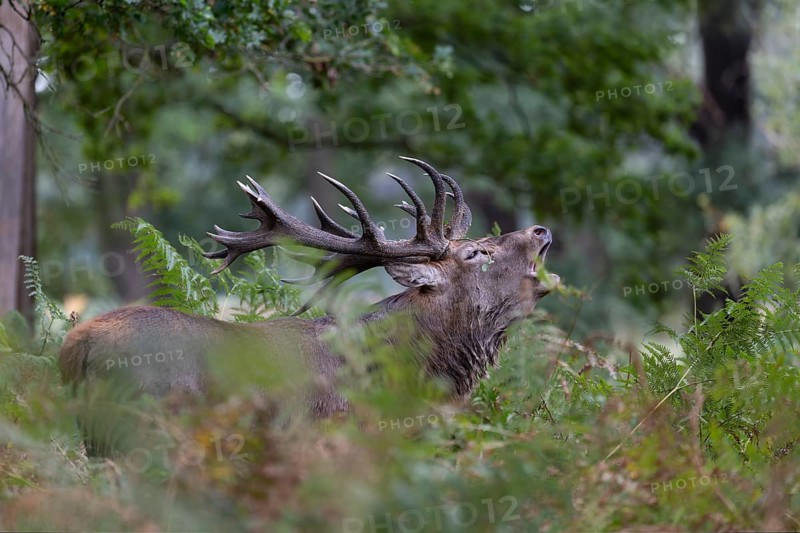 Red deer at the rutting 2025, London, Great Britain