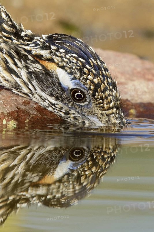 Greater Roadrunner (Geococcyx californianus), Texas, USA