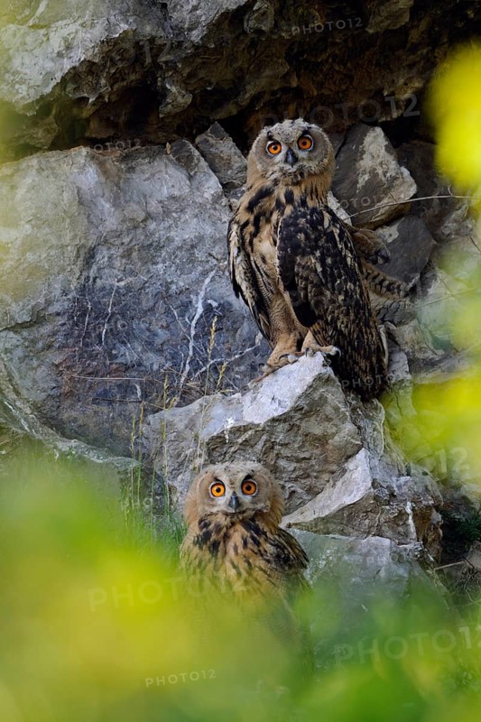 Eurasian Eagle-Owl (Bubo bubo) juveniles, North Rhine-Westphalia, Germany