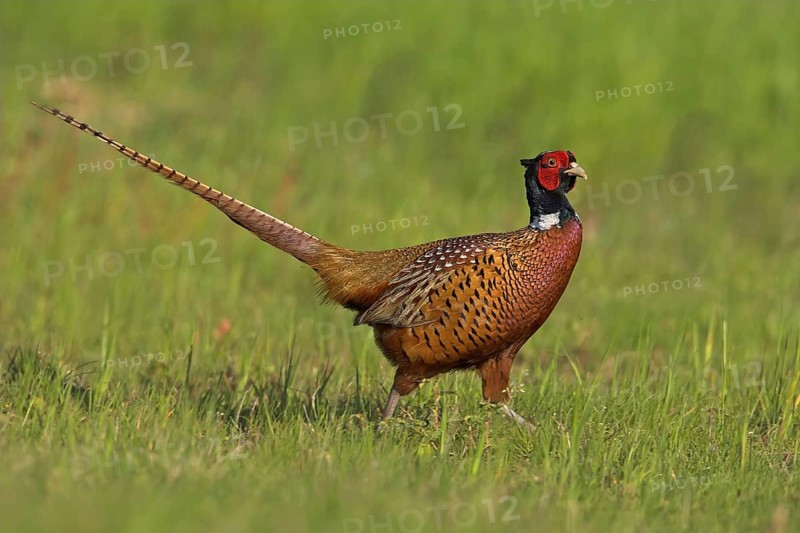 Pheasant (Phasianus colchicus), Faisan de Colchide, Faisan de chasse, Faisán Vulgar, Bad Dürkheim County, Tiszaalpár, Kiskunsági National Park, Bács-Kiskun, Hungary