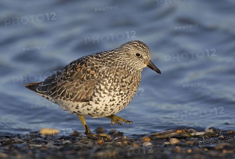 Surfbird (Calidris virgata), Alaska, USA