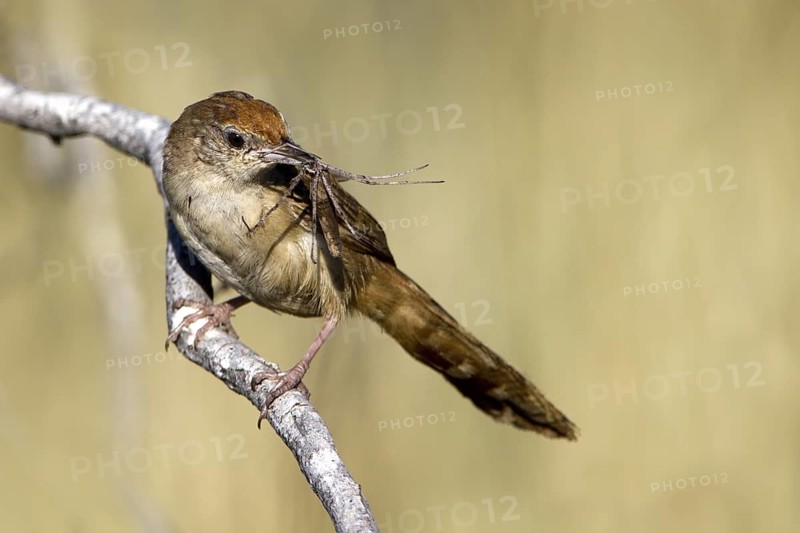 Spinifexbird (Megalurus carteri) with insect prey, Western Australia, Australia