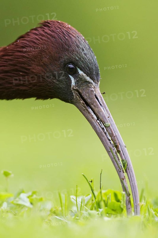 Glossy Ibis (Plegadis falcinellus), Asturias, Spain